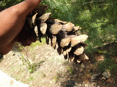 Pinus wallichiana