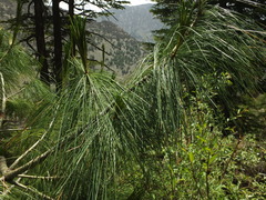 Pinus wallichiana