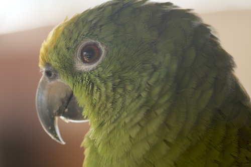 **Amazona ochrocephala** observed by NeoMapas in iNaturalist