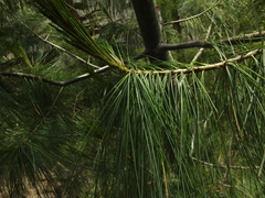 Pinus wallichiana