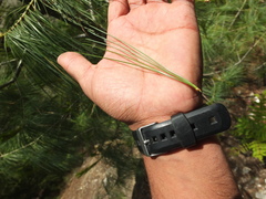 Pinus wallichiana