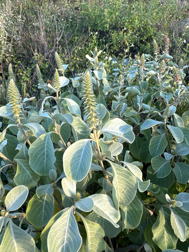 Achyranthes splendens observed 2025-03-21