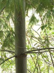 Pinus wallichiana