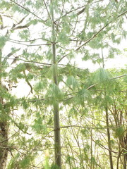 Pinus wallichiana