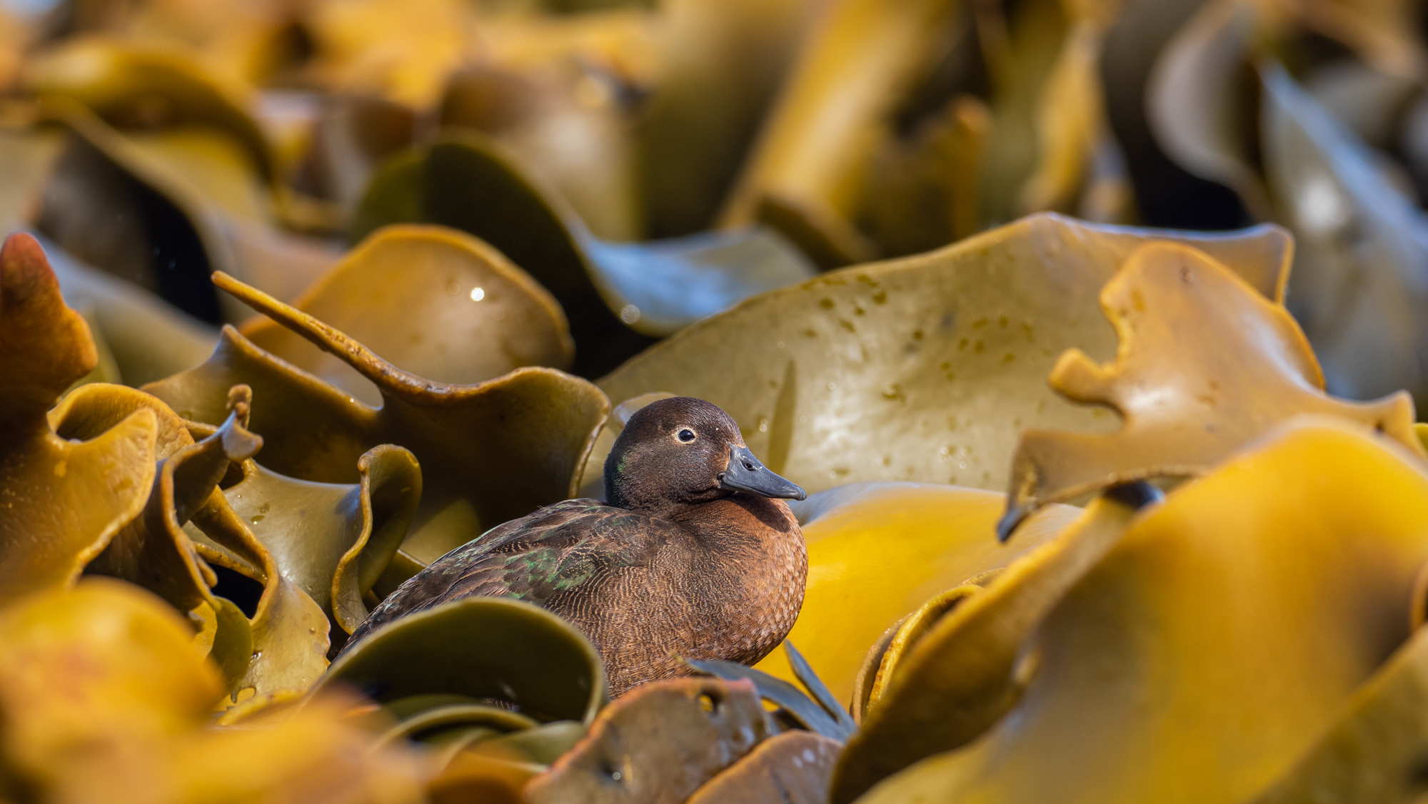 Auckland Teal (Anas aucklandica), photo 8