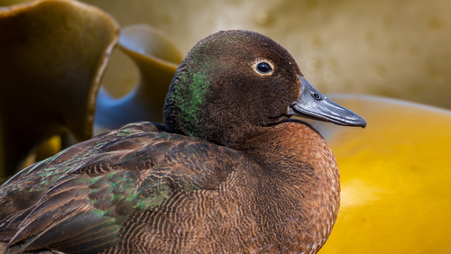 Auckland Teal