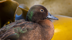 Auckland Teal photo 3