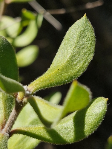 Image of Persoonia rigida by (c) ronavery, some rights reserved (CC BY)