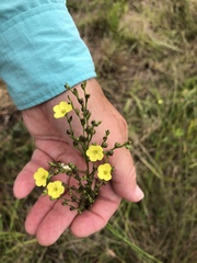 Linum sulcatum