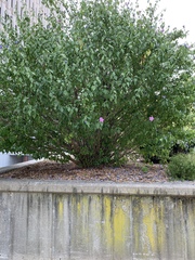 Hibiscus syriacus