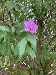 Hibiscus syriacus