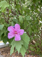 Hibiscus syriacus