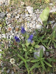 Gentianopsis detonsa
