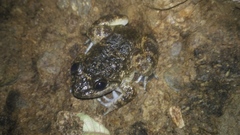 Limnonectes kuhlii