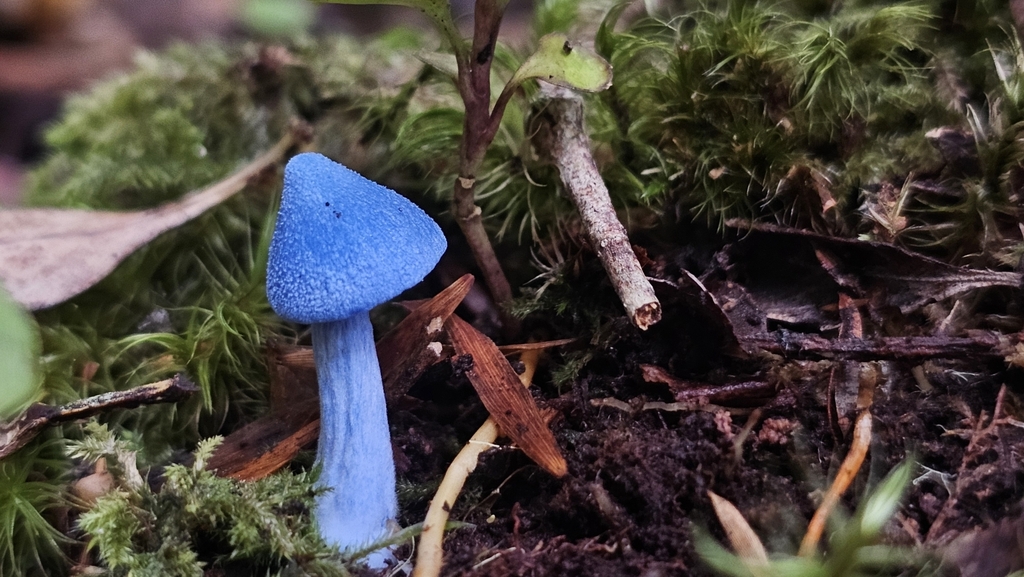 Entoloma hochstetteri · March 2025 · photo: © henryahh (iNaturalist, cc0)