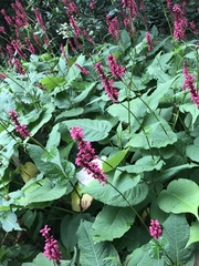 Bistorta amplexicaulis