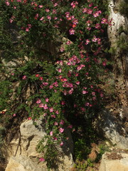 Rosa webbiana