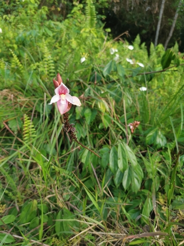 Duparquetia orchidacea