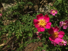 Rosa webbiana