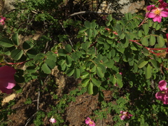 Rosa webbiana