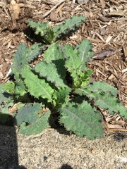 Asteraceae