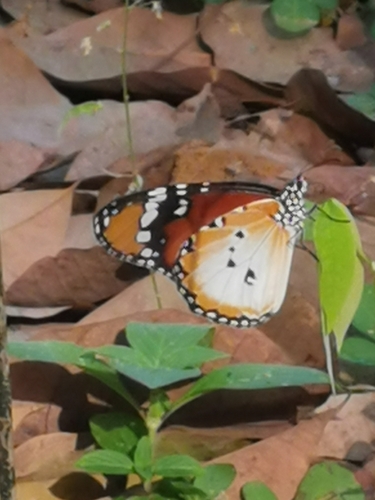 Plain Tiger Butterfly