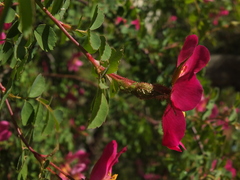 Rosa webbiana