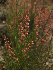 Rumex hastatus