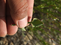 Rumex hastatus