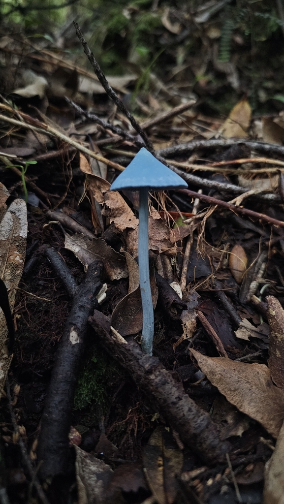 Entoloma hochstetteri · March 2025 · photo: © henryahh (iNaturalist, cc0)