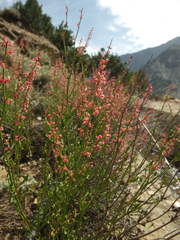 Rumex hastatus