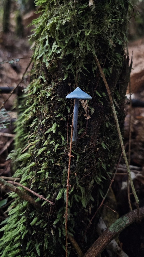 Entoloma hochstetteri · March 2025 · photo: © henryahh (iNaturalist, cc0)