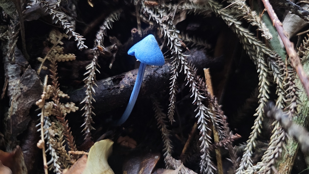 Entoloma hochstetteri · March 2025 · photo: © henryahh (iNaturalist, cc0)