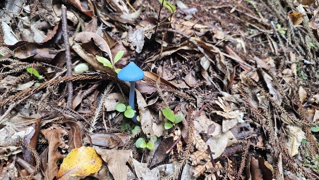 Entoloma hochstetteri · March 2025 · photo: © henryahh (iNaturalist, cc0)