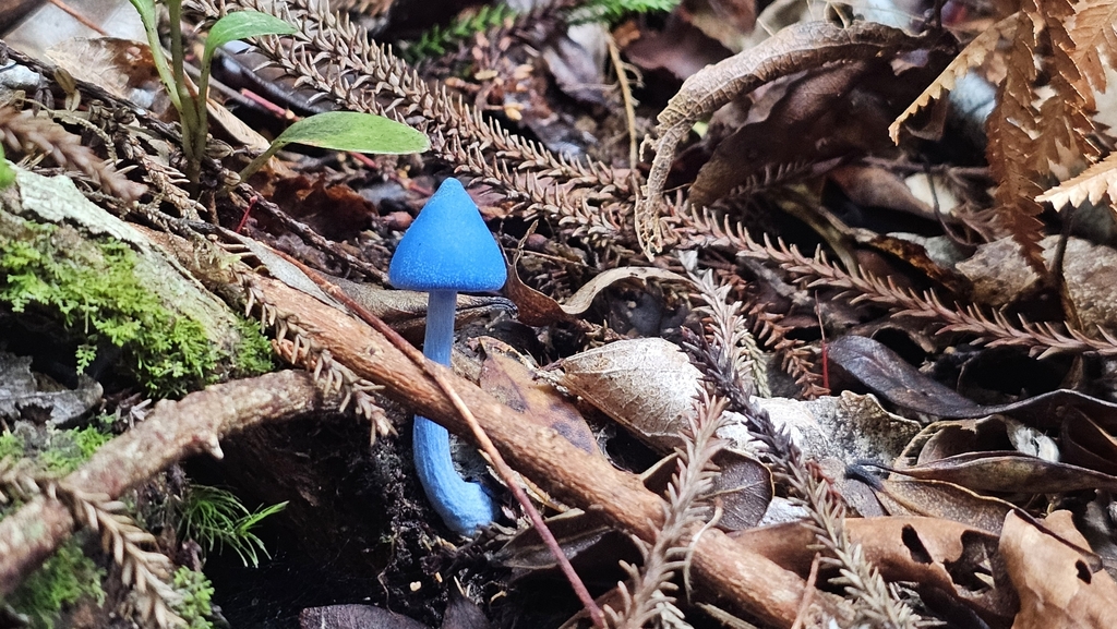 Entoloma hochstetteri · March 2025 · photo: © henryahh (iNaturalist, cc0)