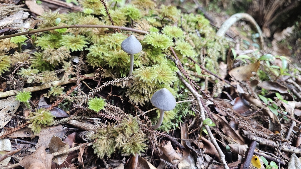 Entoloma hochstetteri · March 2025 · photo: © henryahh (iNaturalist, cc0)