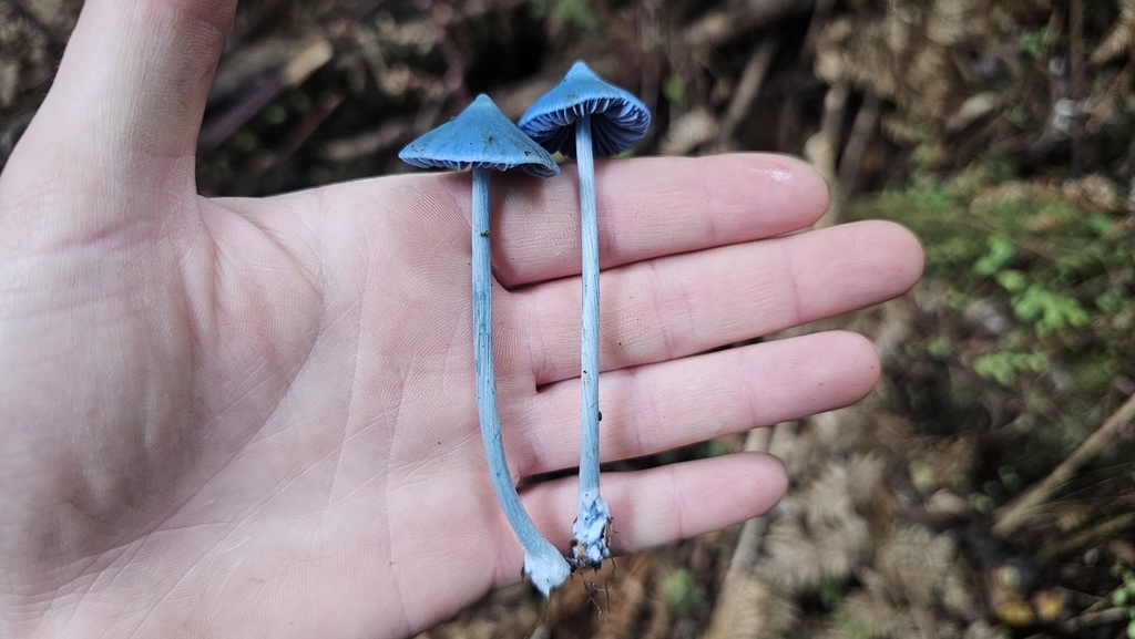 Entoloma hochstetteri · March 2025 · photo: © henryahh (iNaturalist, cc0)