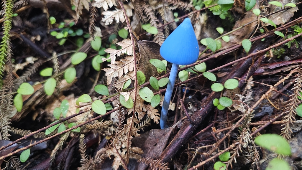 Entoloma hochstetteri · March 2025 · photo: © henryahh (iNaturalist, cc0)