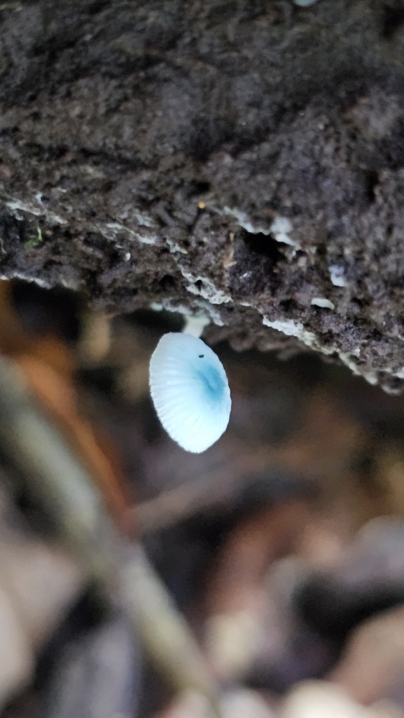 Mycena interrupta · March 2025 · photo: © henryahh (iNaturalist, cc0)