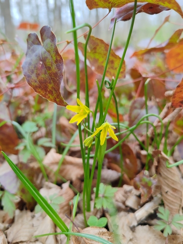 Gagea spathacea, photograph 6