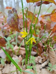 Gagea spathacea, photograph (c) Ljaž, some rights reserved (CC BY)