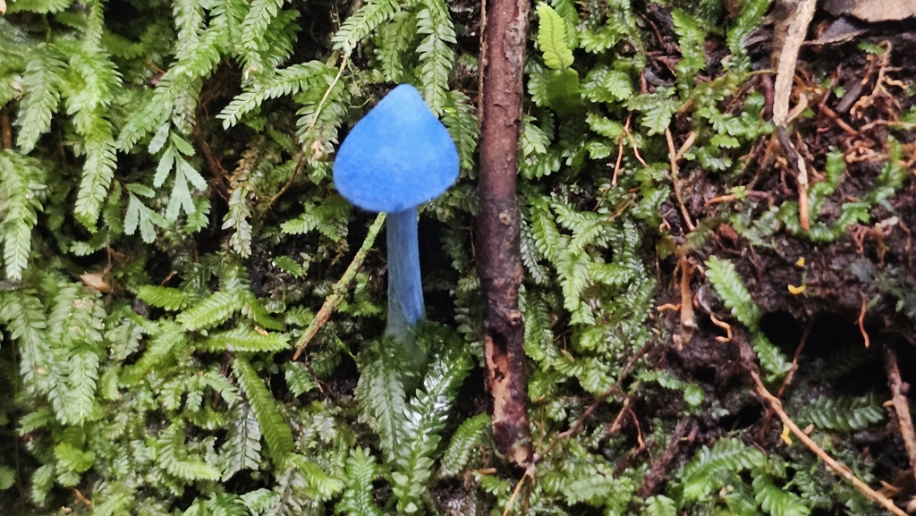 Entoloma hochstetteri · March 2025 · photo: © henryahh (iNaturalist, cc0)