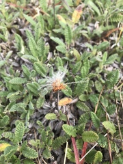 Dryas ajanensis