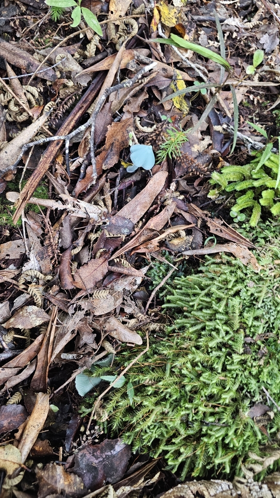 Entoloma hochstetteri · March 2025 · photo: © henryahh (iNaturalist, cc0)