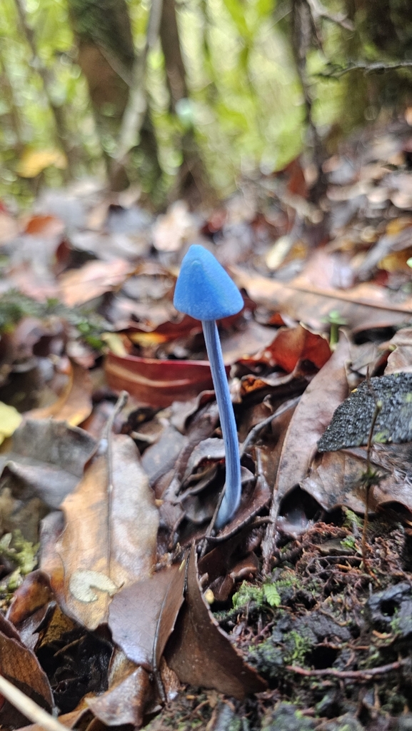 Entoloma hochstetteri · March 2025 · photo: © henryahh (iNaturalist, cc0)