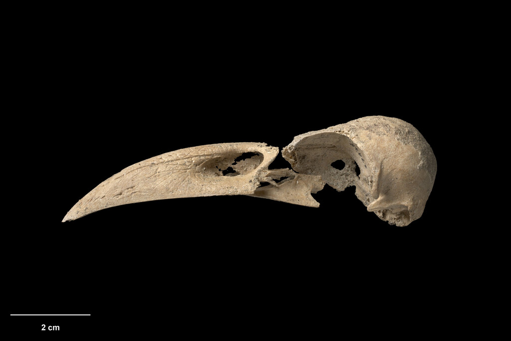 New Zealand Raven