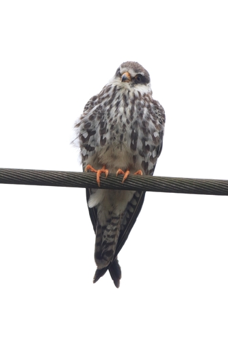 Amur Falcon (Falco amurensis), photo 9