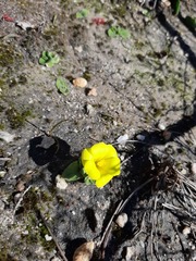 Moraea galaxia