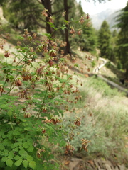 Thalictrum cultratum