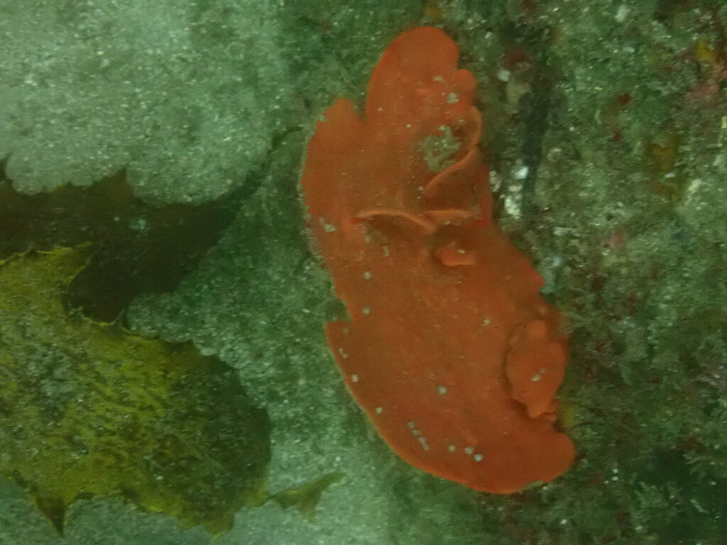 Echinoclathria leporina